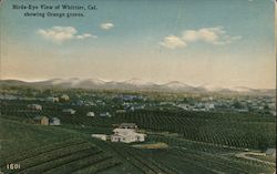 Bird's Eye View of Whittier, Cal, Showing Orange Groves Postcard