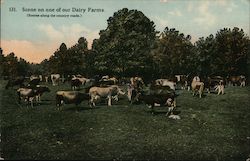 Scene on One of Our Dairy Farms Stepney, CT Cows & Cattle Postcard Postcard Postcard