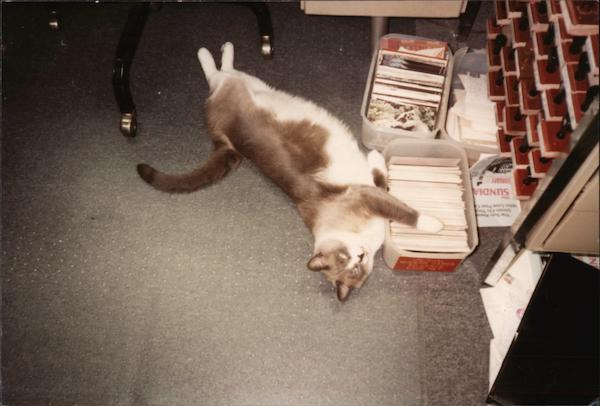 An Original Antee Q's & Uncle Junks Real Photo Postcard - Cat on Floor