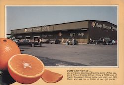Orange Blossom Groves Postcard