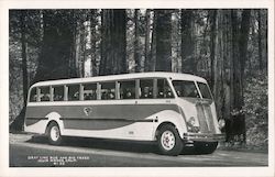 Gray Line Bus and Big Trees, Muir Woods Postcard