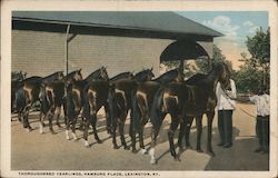 Thoroughbred Yearlings - Hamburg Place Postcard