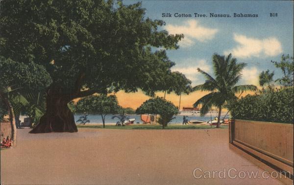 Silk Cotton Tree Nassau Bahamas Caribbean Islands