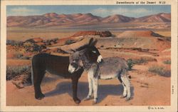 Sweethearts of the Desert N-10: Two Donkeys in the Desert Postcard