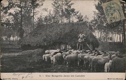 Sheepfold in the Landes Postcard