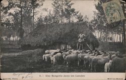Sheepfold in the Landes France Postcard Postcard Postcard