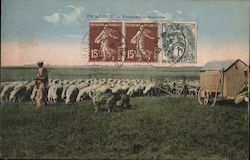 En Beauce - Troupeau de mountons Postcard
