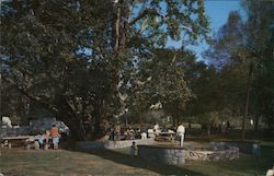 Wildwood Park Postcard