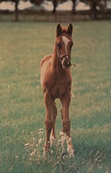 Thoroughbred Foal Stands in Field Horses Postcard Postcard Postcard