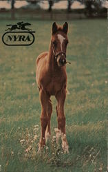 Thoroughbred Foal Stands in Field Saratoga, NY Postcard Postcard Postcard