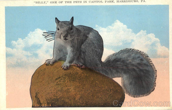 Squirrel, Billy, One of The Pets In Capitol Park Harrisburg Pennsylvania