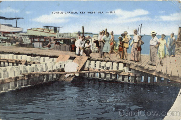 Turtle Crawls Key West Florida