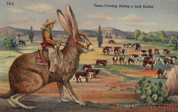 Texas Cowboy riding a Jack Rabbit Exaggeration Card