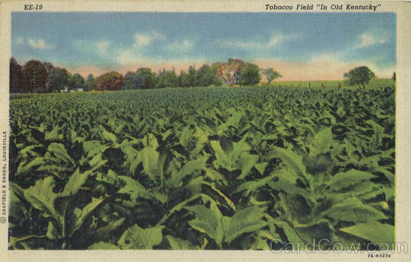Tobacco Field In old Kentucky Flowers