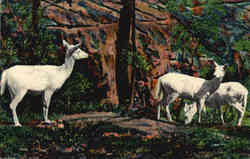 White Fallow Deer in Rock City Gardens Postcard
