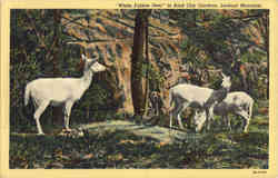 White Fallow Deer, Lookout Mountain Postcard