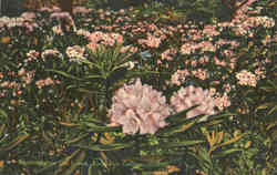 Rhododendron And Laurel, Lookout Mountain Postcard