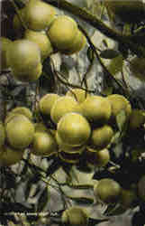 Cluster of Florida Grape Fruit Postcard Postcard