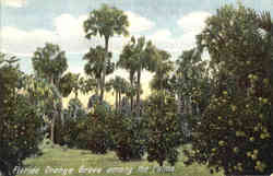 Florida Orange Grove among the Palms Postcard