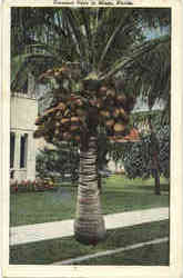 Cocoanut Palm Miami, FL Postcard Postcard