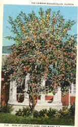 The Crimson Bouganvillea Postcard