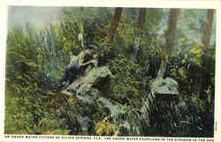 An underwater picture of Silver Springs Ocala, FL Postcard Postcard