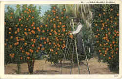 Picking Oranges Farming Postcard Postcard