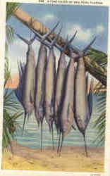 A Fine Catch of Sail Fish Florida Postcard