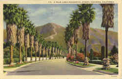 A Palm Lined Residential street Pasadena, CA Postcard Postcard
