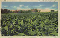 Tobacco Field In old Kentucky Flowers Postcard 