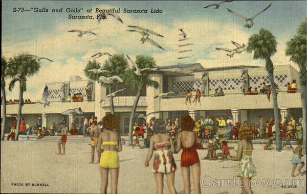 Gulls And Goils Sarasota Florida