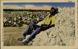 Cotton Picking Postcard