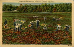 Picking Cranberries A Leading Cape Cod Industry Massachusetts Postcard Postcard