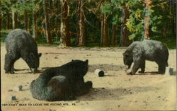 Can't Bear To Live The Pocono Mts Pennsylvania Postcard Postcard