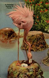 A Flamingo Nesting In Florida Postcard