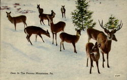Deer In The Pocono Mountains Pennsylvania Postcard Postcard