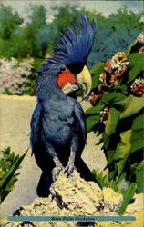 Rare Palm Cockatoo Birds Postcard Postcard