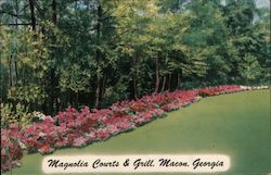 Magnolia Courts & Grill Postcard