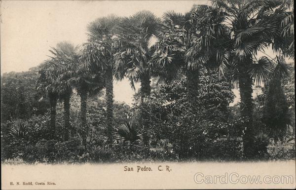Fan Palms San Pedro Costa Rica Central America