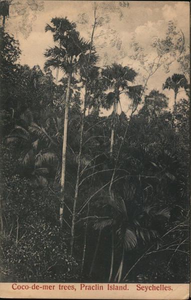 Coco-de-mer trees, Praclin Island, Seychelles Praslin
