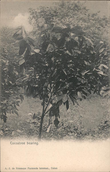Cocoatree bearing Panama