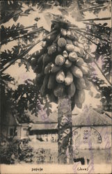 Papaja (Java) Fruit Postcard Postcard Postcard