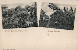 Loading Bananas, Cristina Farm, Cutting Bananas Postcard