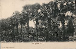 Fan Palms Postcard