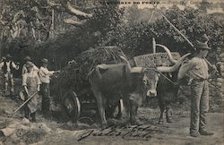 Laborers loading an oxcart Postcard