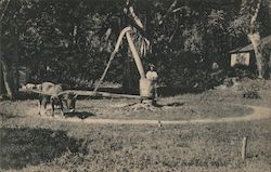 Sugar cane mill, Mahe Postcard