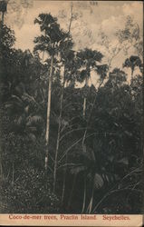 Coco-de-mer trees, Praclin Island, Seychelles Postcard