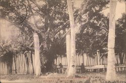 Colonies Francaise, Nouvelle Caledonie, Noumea Postcard