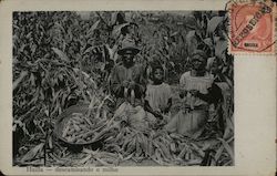 Huilla - descamisando o milho Postcard