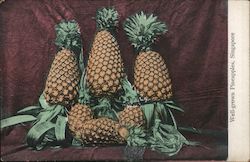 Well-Grown Pineapples Postcard
